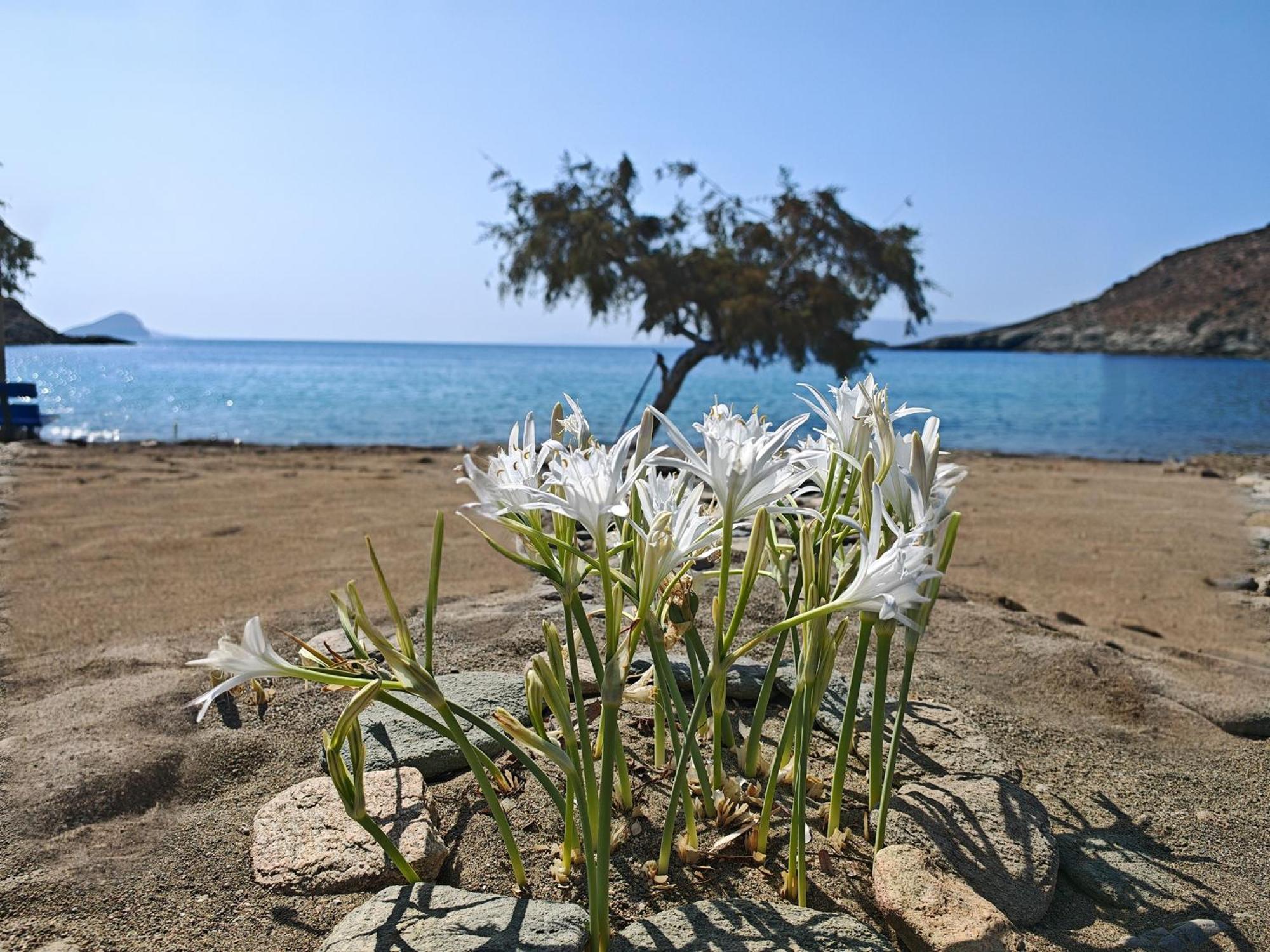 Diana'S Luxury Suites Kíthnos Esterno foto